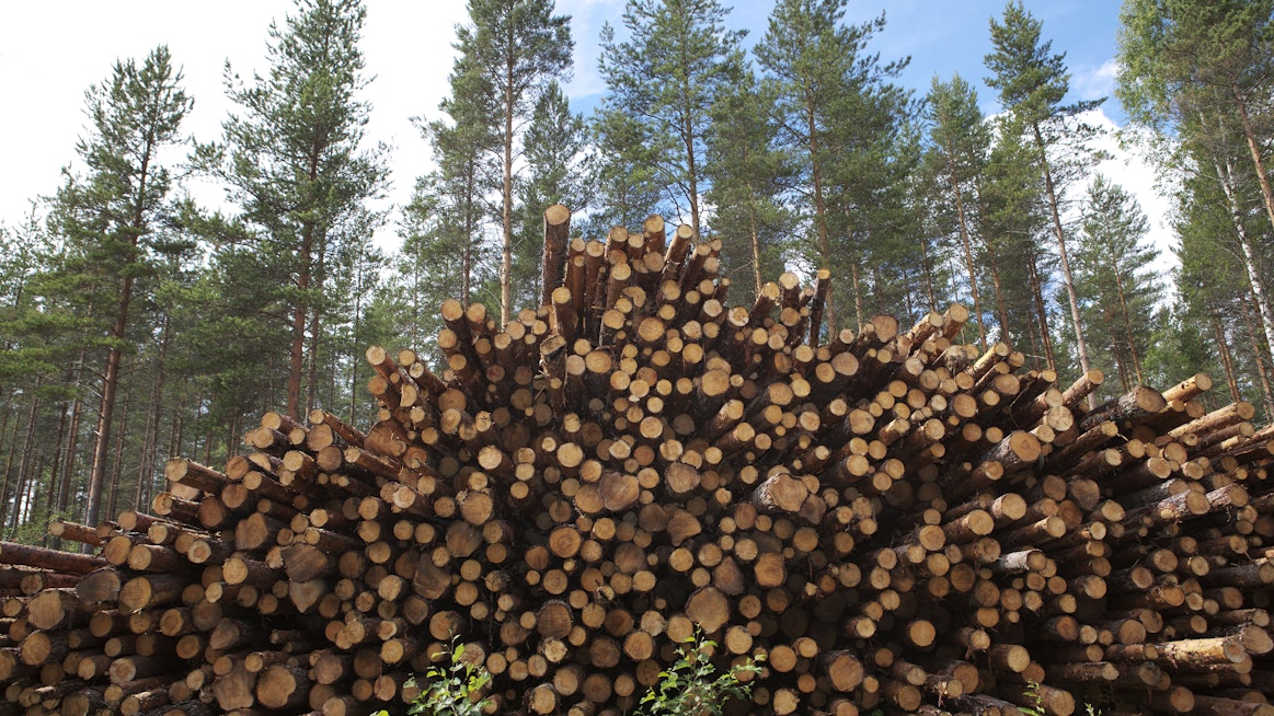 Kuitupuumarkkinoilla useat tekijät vaikuttavat nyt kysyntätilanteeseen.