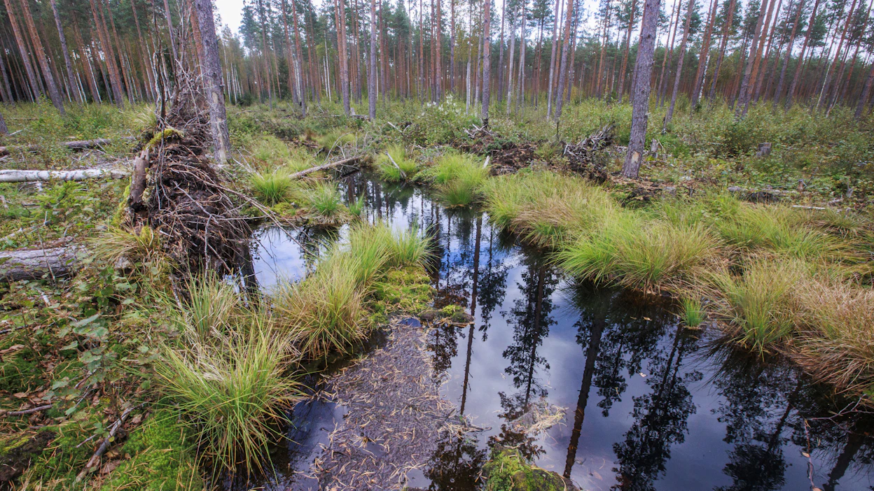 Ennallistaminen on yksi niistä toimista, joiden rahoittamiseen hallitus esittää muutoksia.