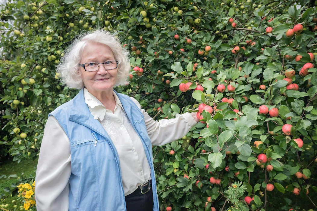 Ritva Rinta-Tassi viljeli miehensä Eskon kanssa sikatilaa. Nuorempi sukupolvi on suuntautunut marja-alalle. Rinta-Tassin omassa pihassa kasvoi valtava omenasato tänä vuonna.