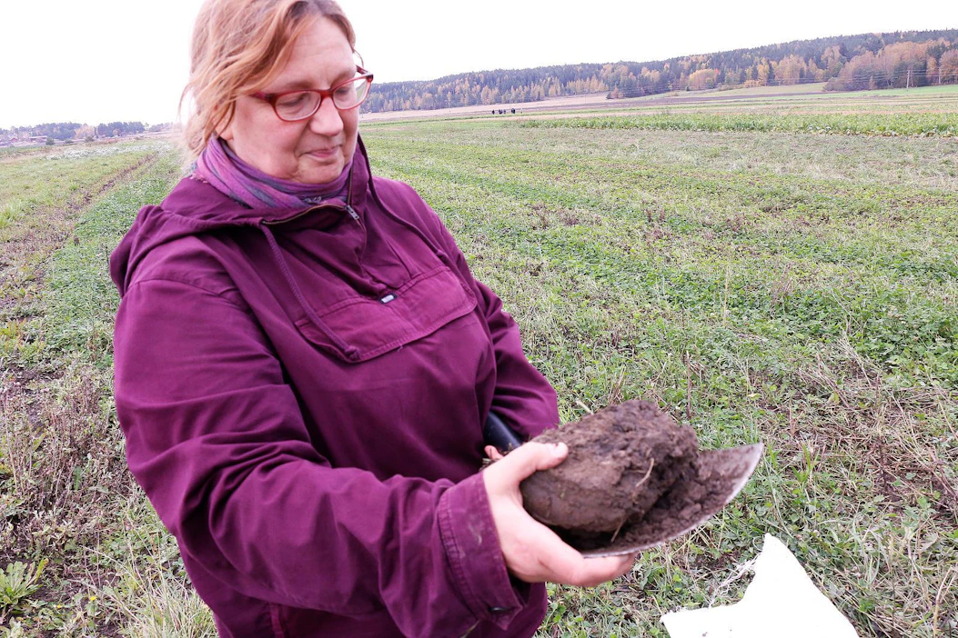 Juurikkaan välikasvina ollut apilanurmi on murentanut maata, toteaa tutkija Ansa Palojärvi Lukesta.