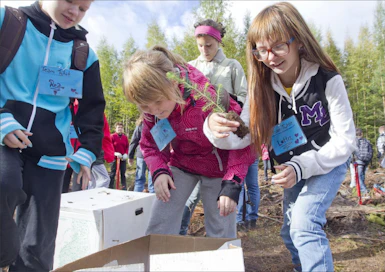 Askiston koulun Rea Hakkarainen, Annika Yli-Ketola ja Lotta Kotipalo valitsevat taimet ja pinkaisevat istuttamaan metsää koululaisten metsäviikolla Tuusulan Ruotsinkylässä. Markku Vuorikari