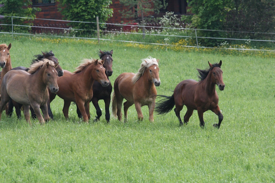 Yhdeksän ruotsalaispelurin kimpaile koitti lauantaina onnenpäivä.