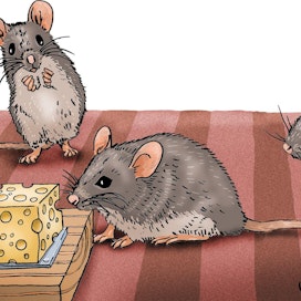 Vanha kunnon juusto on tehokkain houkutin hiirenloukkuun.