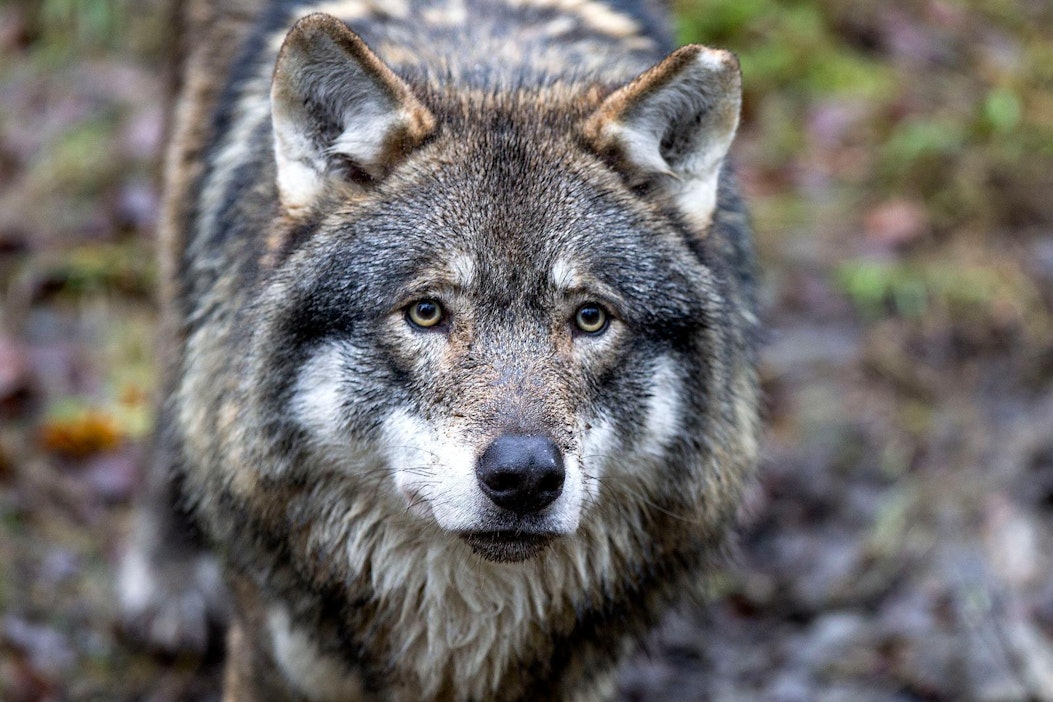 Länsi-Savo: Susi hyökkäsi koiran kimppuun nuorten metsästysleirillä ...