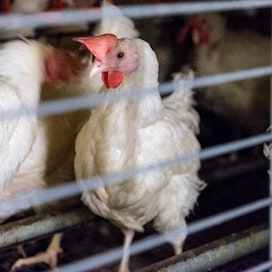 Kuvituskuva. Ruokavirasto rajoittaa siipikarjan siirtoja Janakkalassa alueella, jossa fasaaneista löytyi torstaina lintuinfluenssaa.