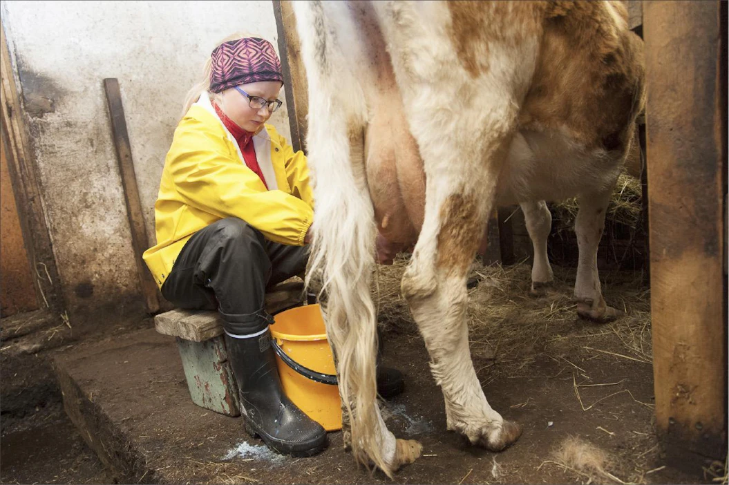 Aurora-kyyttö seisoo tyynesti Pihlan lypsettävänä. Maito ei päädy meijereihin, vaan kaikki käytetään tilalla. Leiriläiset ovat tehneet siitä juoksettamalla leipäjuustoa ja hämäläistä munajuustoa. Niko Nyrhinen