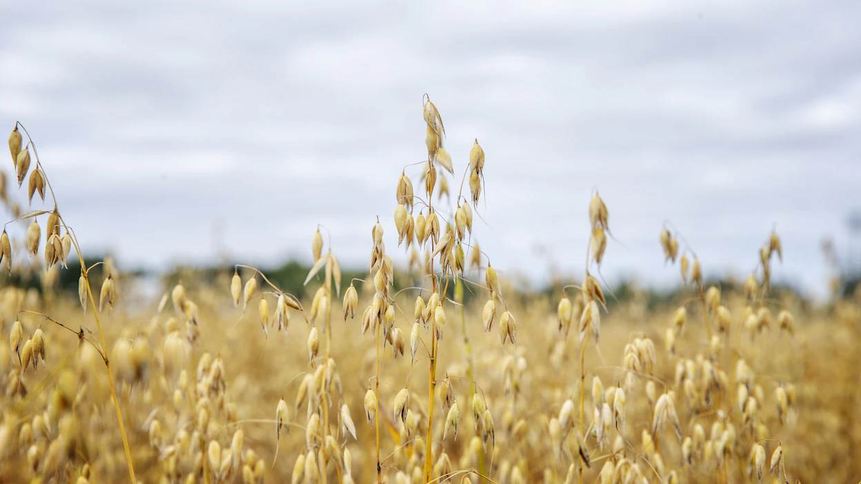Kaikki Arlan kaurapohjaiset tuotteet valmistetaan Tanskassa ja niissä käytetään ruotsalaista raaka-ainetta. Kuvassa suomalaista kauraa.