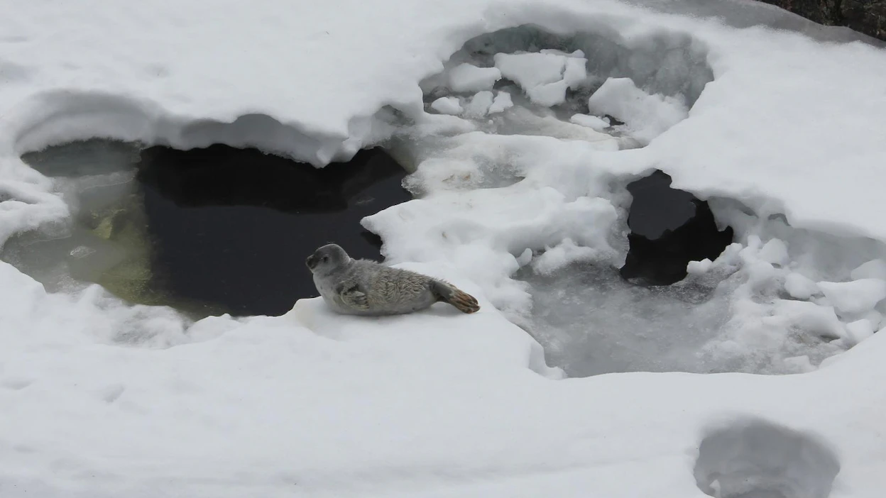 Metsähallituksen luontopalvelujen johtamat saimaannorpan pesälaskennat on saatu päätökseen. Pesälaskennoissa havaittiin 78 kuuttia.