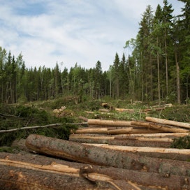 Jatkossa metsänomistaja saa UPM:ltä pyydettäessä myös tukkitaulukon oman puukauppansa puista.