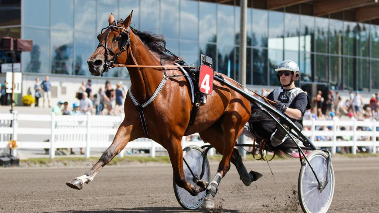 MT Ravinetin 75-vihjeessä Juha Jokinen nostaa Villinmiehen Tammakilvassa lämminveristen yllättäjäksi Smiley Matchin.