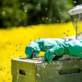 Kari Vääräkangas asettaa hunajakakun takaisin mehiläispesään.