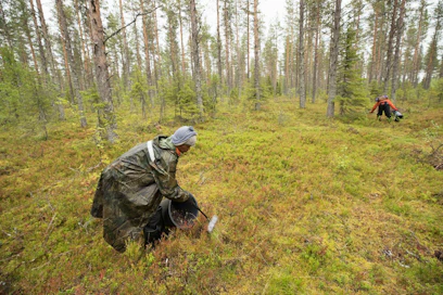 Thaimaalaisten marjanpoimijoiden arvioidaan saapuvan Suomeen aikaisintaan viikon kuluttua. Polarica Oy:n thaimaalainen marjanpoimija Chaixa keräsi haravapoimurilla mustikkaa Kemijärven luomukeruualueella viime vuoden elokuussa.