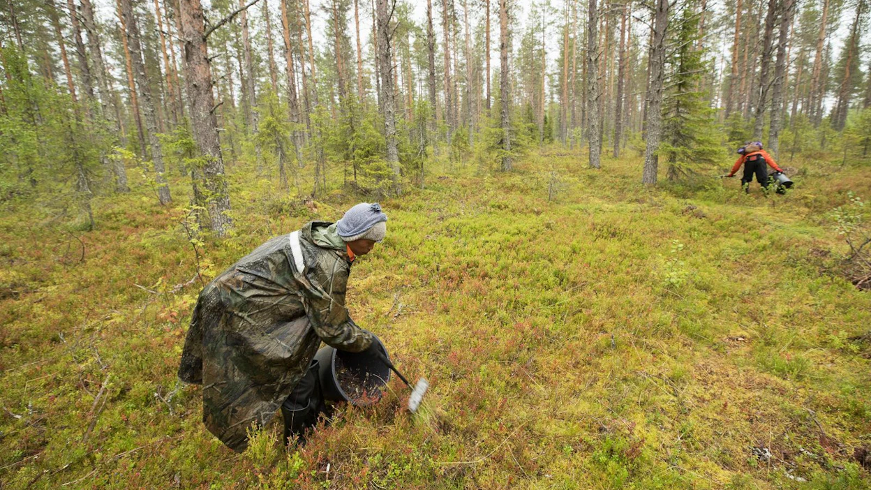 Thaimaalaisten marjanpoimijoiden arvioidaan saapuvan Suomeen aikaisintaan viikon kuluttua. Polarica Oy:n thaimaalainen marjanpoimija Chaixa keräsi haravapoimurilla mustikkaa Kemijärven luomukeruualueella viime vuoden elokuussa.