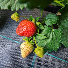 EU:n markkinoilla esiintyvistä mansikoista löytyy torjunta-ainejäämiä.
