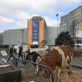 Viljelijät osoittivat mieltään tänään muun muassa lehmien kanssa Brysselissä.