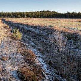 Suomessa turvepeltojen ennallistaminen olisi kuolinisku monille maatiloille. Kuvituskuva
