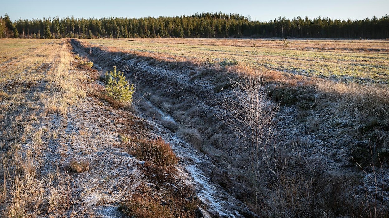Suomessa turvepeltojen ennallistaminen olisi kuolinisku monille maatiloille. Kuvituskuva