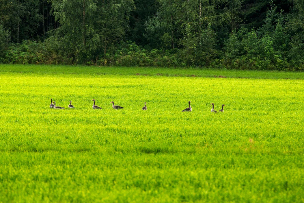 Eettiseen ja vastuulliseen metsästykseen ei kuulu mahdollisimman suurten saaliiden tavoitteleminen, muistutetaan maa- ja metsätalousministeriön tiedotteessa.