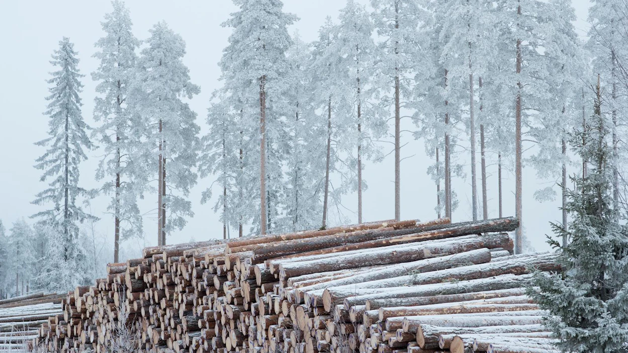 Pohjois-Suomen männiköiden "suuret ikäluokat" ovat nyt 61–80-vuotiaita, jolloin ne kasvavat aiempaa hitaammin. Etelä-Suomessa männyn kasvu hiipuu selvästi vanhempana.