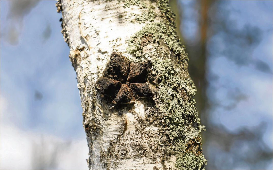 Pakurikääpä muodostaa puuhun pakuriksi kutsuttuja kasvaimia. Suomessa pakuria saa myydä vain ravintolisänä tai teemäisenä tuotteena. Kiinassa se on yleisimpiä lääkinnällisiä sieniä. Kai Pulkkinen
