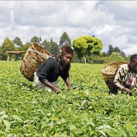 Keniassa iso osa maataloustöistä tehdään käsin ja naisten voimin. Kenialaisen Tabitha Kiambin tilalla kaikki teenpoimijat ovat naisia. Satu Lehtonen