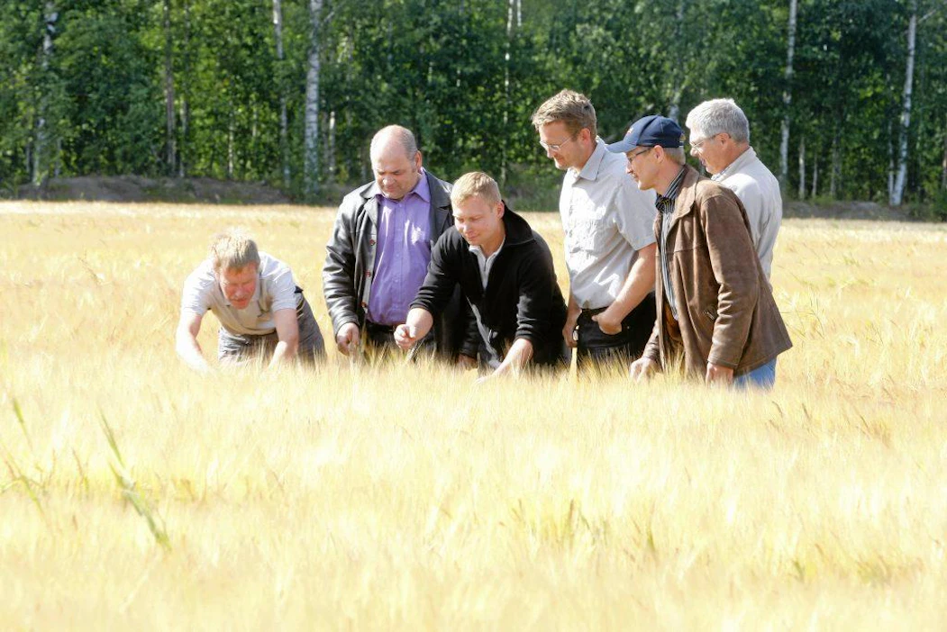 Hyvä sato -kilpailun osallistujajoukkueiden jäseniä tutkimassa koeruutua kesällä 2012. Kuvassa vasemmalta Lasse Matilainen Bernerin joukkueesta, Jaakko Laurinen Raision joukkueesta, Stefan Bäckman Helsingin yliopiston professorien joukkueesta, Eero Lamminen käytännön töistä vastaavalta Viikin opetus- ja tutkimustilalta sekä Reijo Käki luomujoukkueesta.