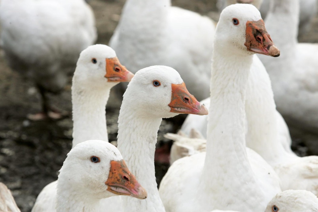 Martinpäivä on vanha eurooppalainen kristillinen juhla.