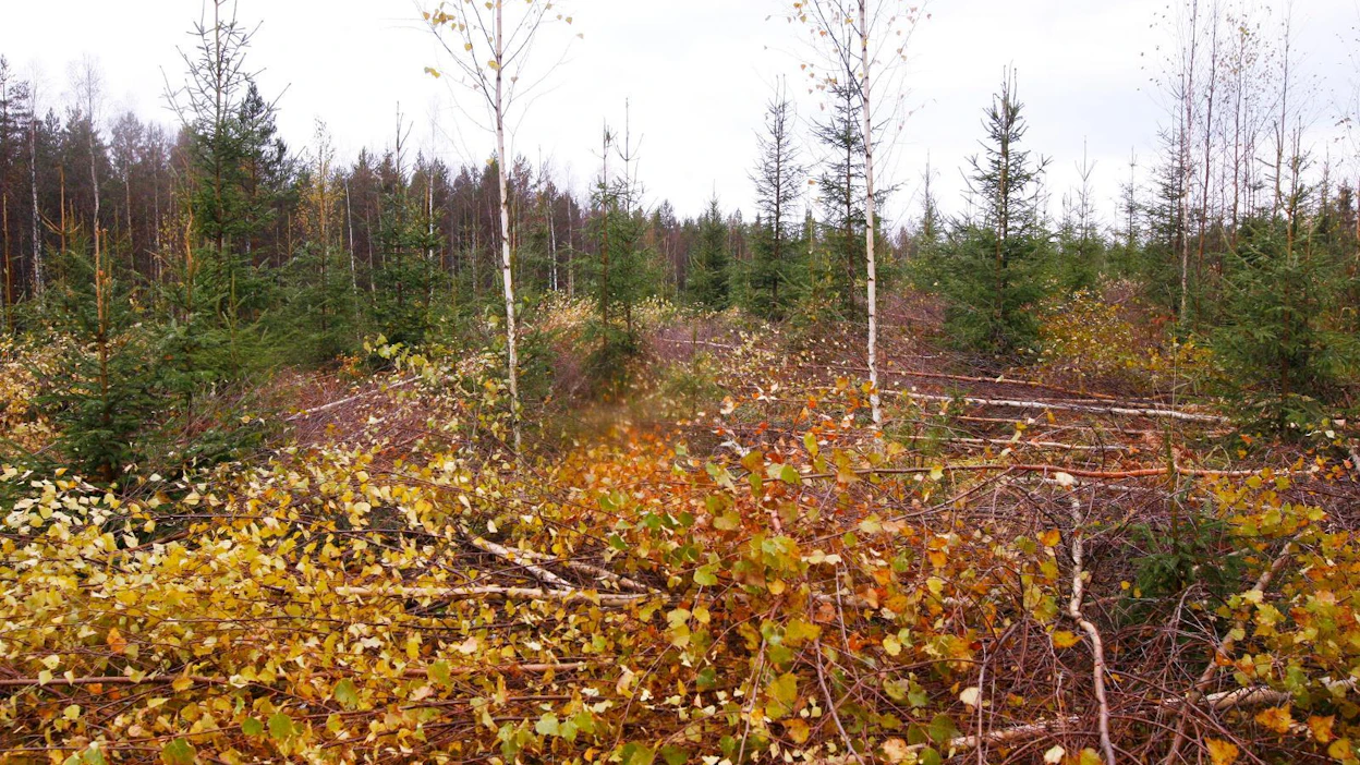 Metsäkeskuksen mukaan epäonnistuneilla uudistuskohteilla on yleensä päästy neuvottelutulokseen metsänomistajan kanssa. Velvoittavia päätöksiä on tarvittu vain muutama.