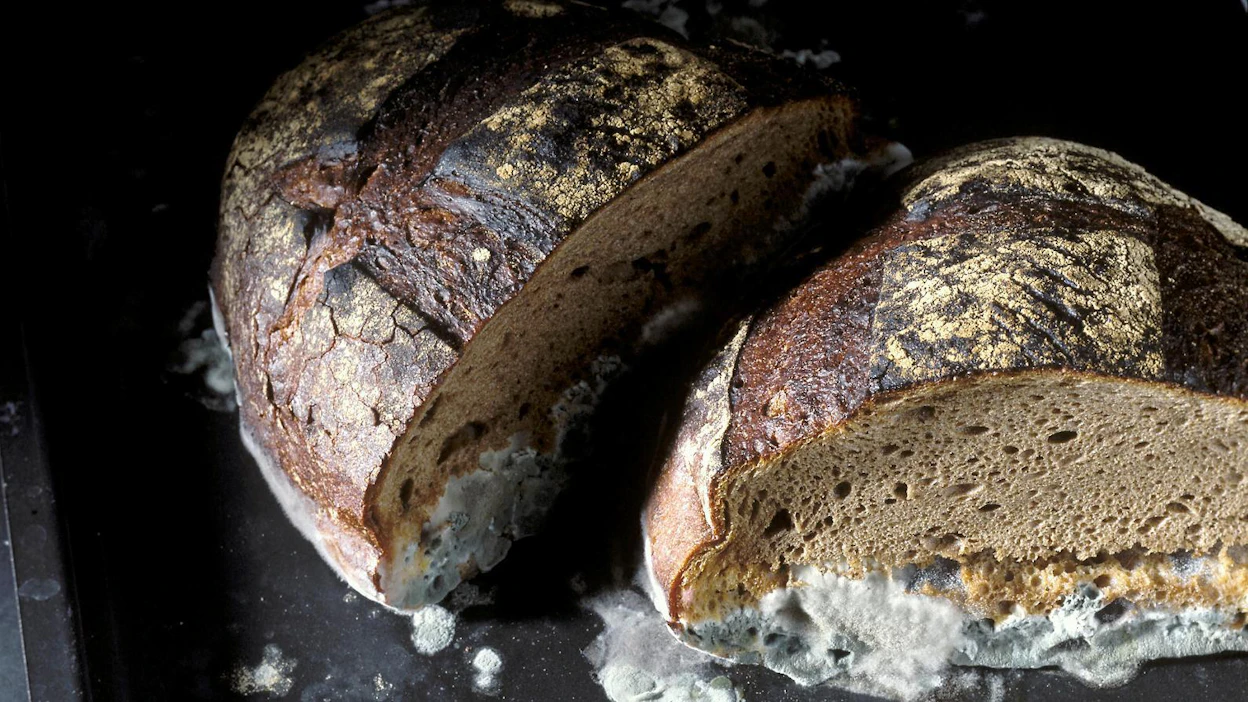 Homehtunut leipä saa ylleen sinertävän pörröpeitteen ja alkaa haista kellarilta. Usein home pilaa ruuan, mutta myös syötäviä homesieniä tunnetaan.