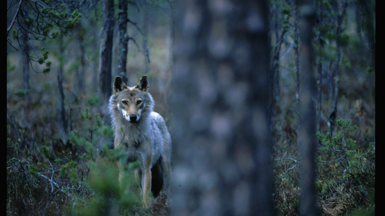 Suomalaiset suhtautuvat Suomen suurpetoihin, eli karhuun, suteen, ahmaan ja ilvekseen sekä myönteisesti että kielteisesti.