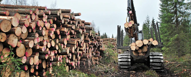 Syksyn puukauppakausi on alkanut selvästi viime vuotta vilkkaampana.