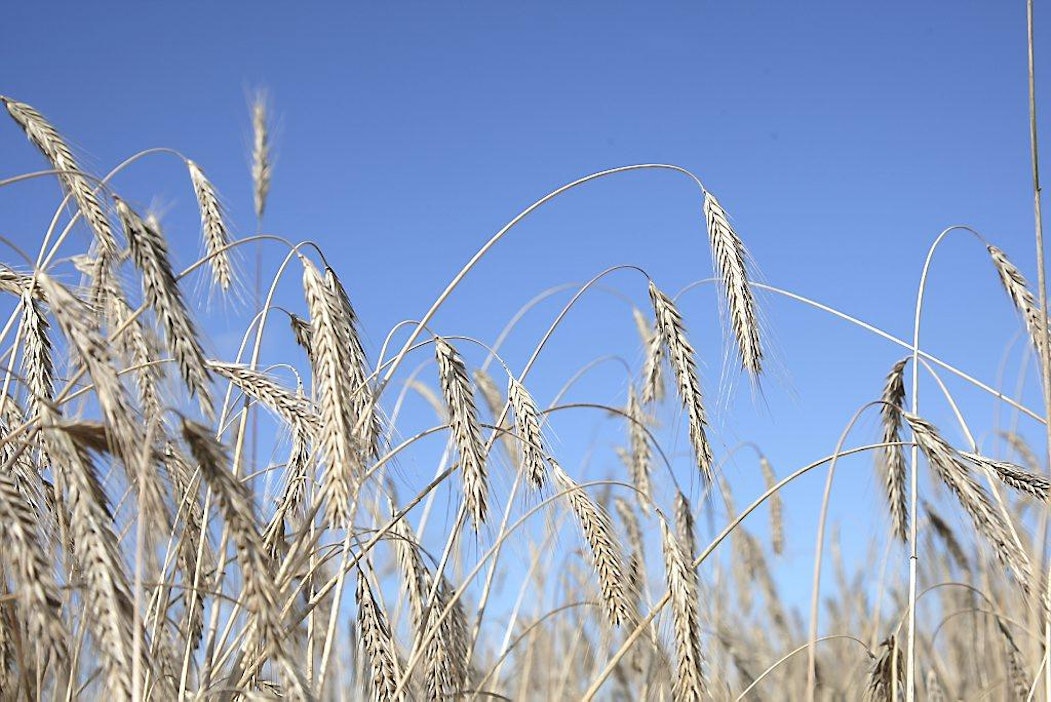 Ruis, vilja, viljapelto.