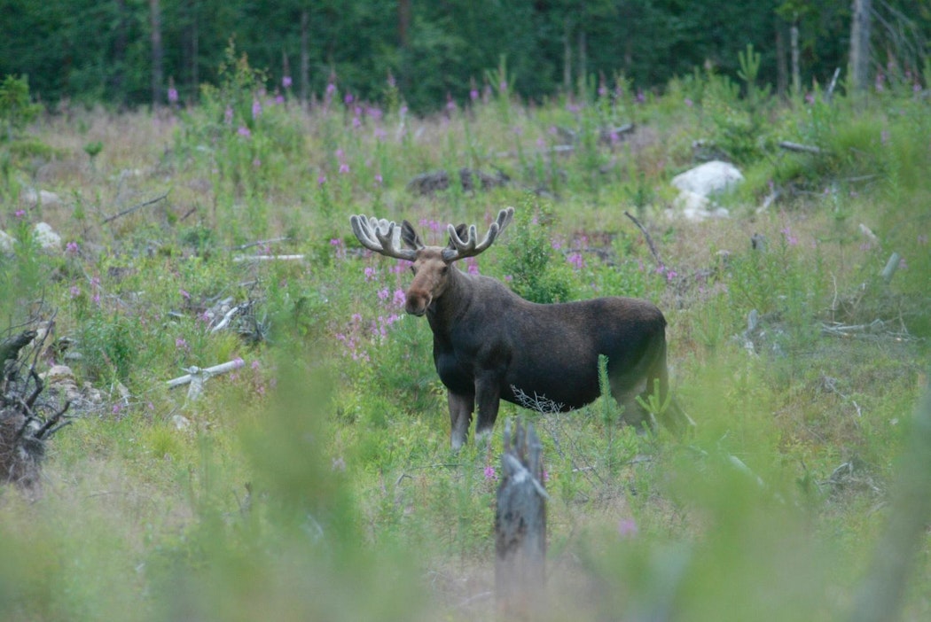 Hirvenmetsästys alkaa syyskuussa.