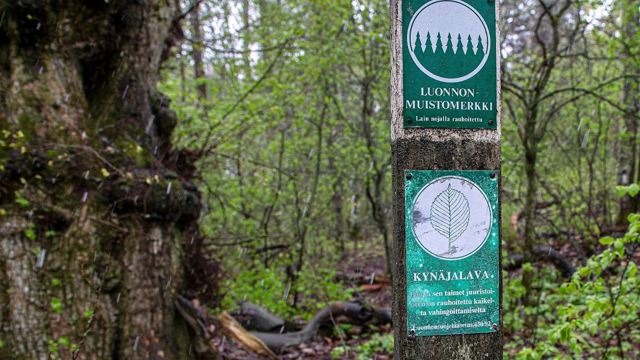 Kynäjalava on rauhoitettu luonnonsuojelulailla. Vanhat puut ovat näyttäviä luonnonmuistomerkkejä, mutta nuoria puita saatetaan hävittää erehdyksessä muun lehtipuuvesakon mukana.