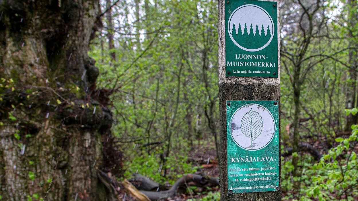 Kynäjalava on rauhoitettu luonnonsuojelulailla. Vanhat puut ovat näyttäviä luonnonmuistomerkkejä.