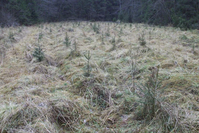 Metsityspalkkio on kiinnostanut yli ministeriön odotusten, tukea on haettu jo enemmän kuin siihen on myöntövaltuutta.