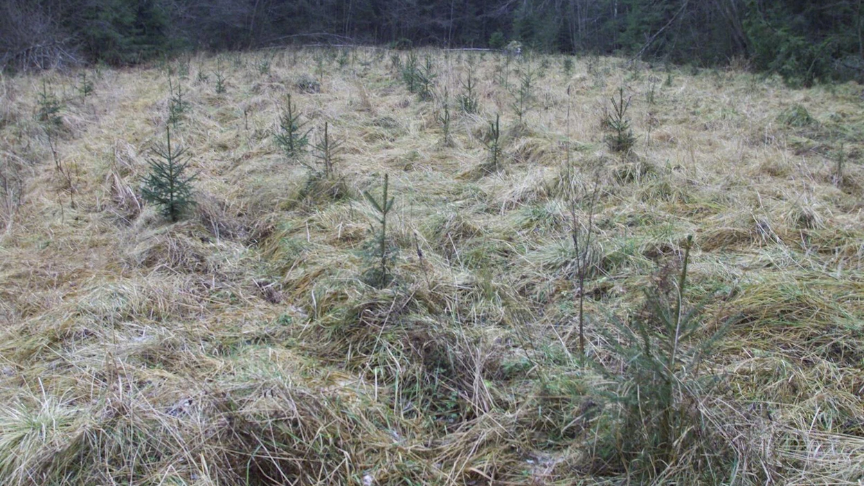 Metsityspalkkio on kiinnostanut yli ministeriön odotusten, tukea on haettu jo enemmän kuin siihen on myöntövaltuutta.