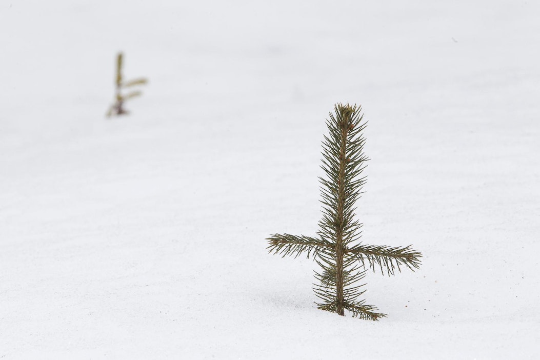 Ilmastonmuutos saattaa tulevaisuudessa vaikuttaa puiden istutusajankohtaan.