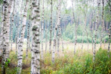 Kahden hehtaarin visakoivikko on jo pystykarsittu kolmeen kertaan. Koivikon järeytymistä täytyy vielä odotella parikymmentä vuotta.