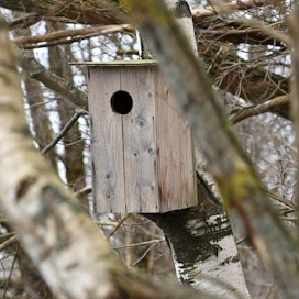 Linnunpöntöt tarjoavat pesäpaikan kolopesijöille, joilla on Suomen metsissä pulaa luontaisista pesäpaikoista. LEHTIKUVA / HEIKKI SAUKKOMAA