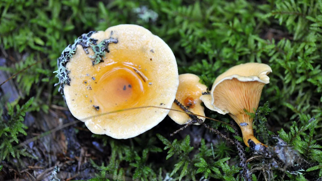 Sienikirjailija Lasse Kosonen sanoo, että esimerkiksi valevahveroa on ollut silmiinpistävästi esillä. LEHTIKUVA / JUSSI NUKARI