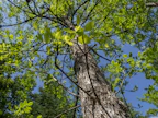 Eri tammien lisäksi Hanneksen metsässä on lukuisia muita lehtipuita. Kuvassa punasaarni.