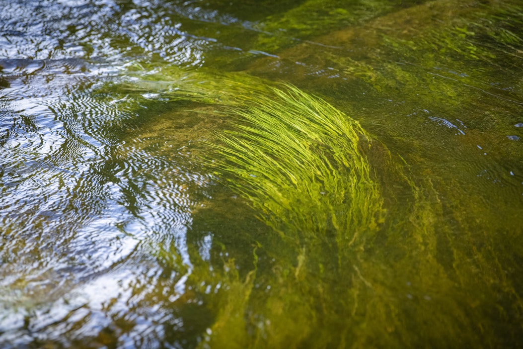 Luontoympäristön pehmeitä, pyöreitä ja aaltoilevia muotoja katsellessa silmät ja aivot saavat levätä.