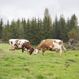 Nämä sulkavalaisen Koskelan luomutilan lehmät nahistelivat laidunkauden alkajaisiksi 11.5. vuonna 2019. 