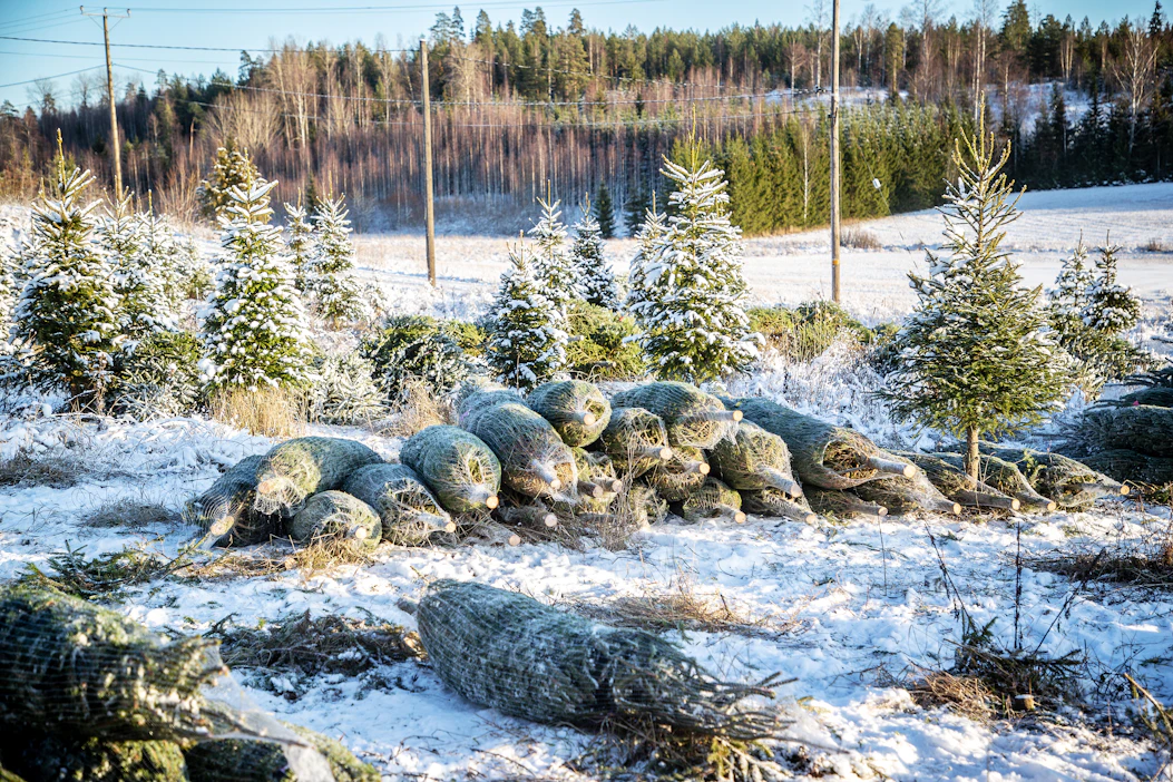 Sähkölinjan alla voisi esimerkiksi kasvattaa joulukuusia. Tämä viljelmä on Lohjalta.