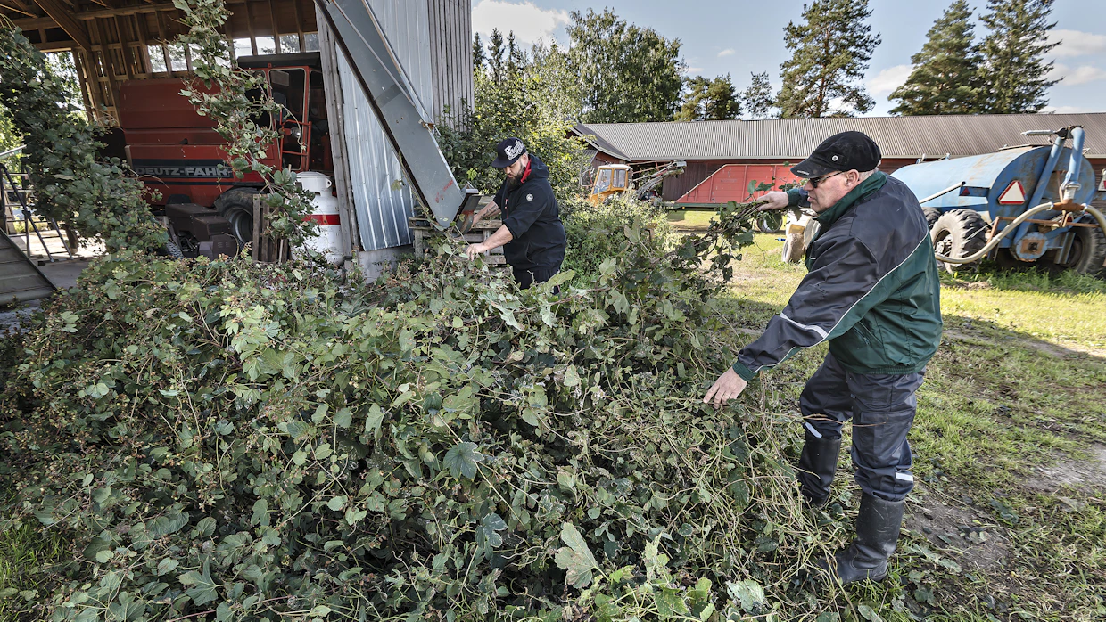 Harjoittelija, agrologiopiskelija Henri Huhtala ja yrittäjä Heikki Huhtanen syöttävät humalaköynnöksiä puimurin kuljettimeen.