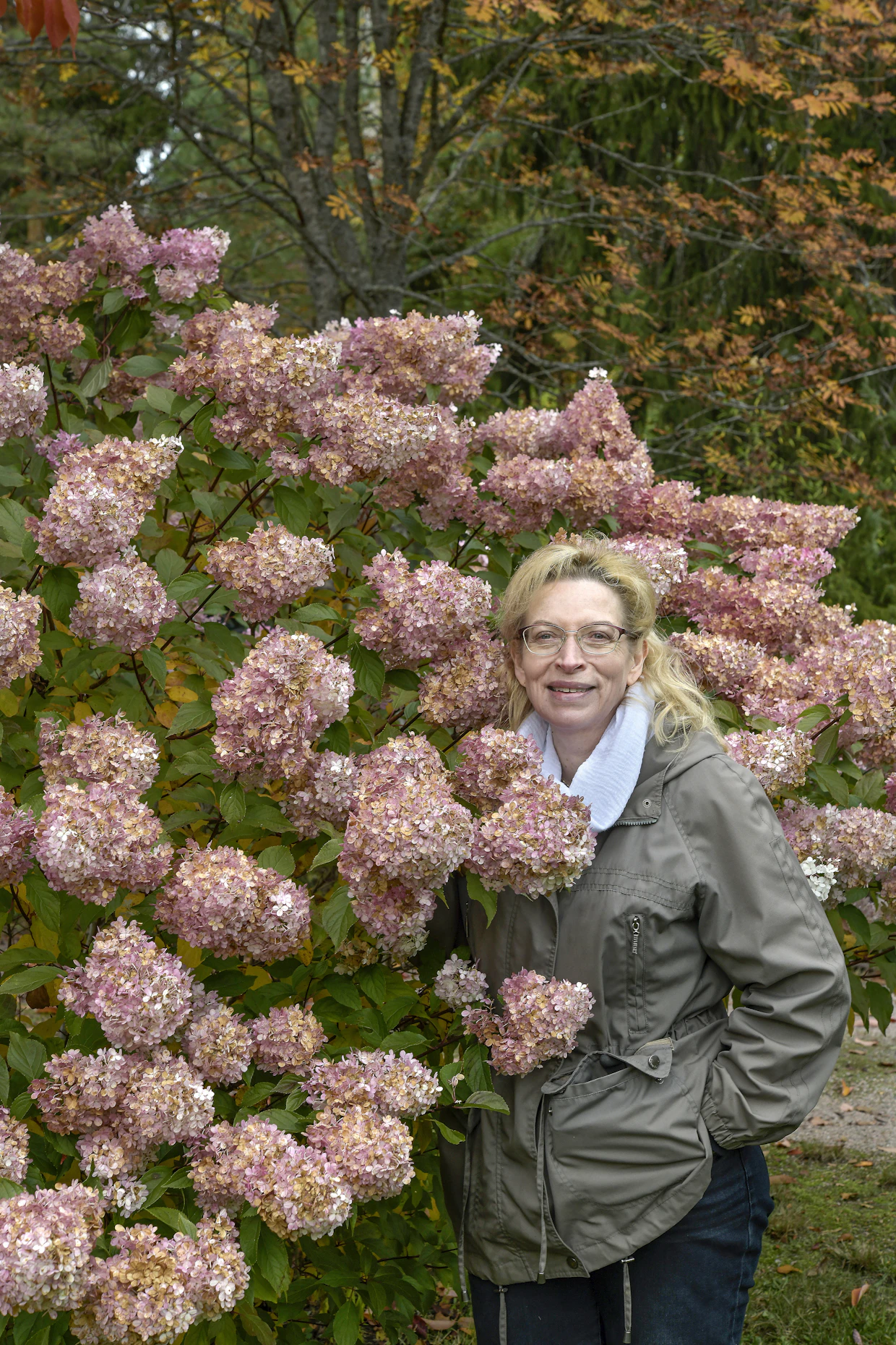 Vanille Fraise -syyshortensian kukat avautuvat valkoisina. Syksyn edetessä kukat muuttuvat ensin vaaleanpunaisiksi ja sitten pinkeiksi.