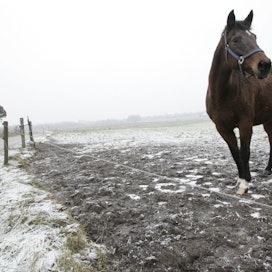 Hevonen lumisella laitumella Tanskassa. 