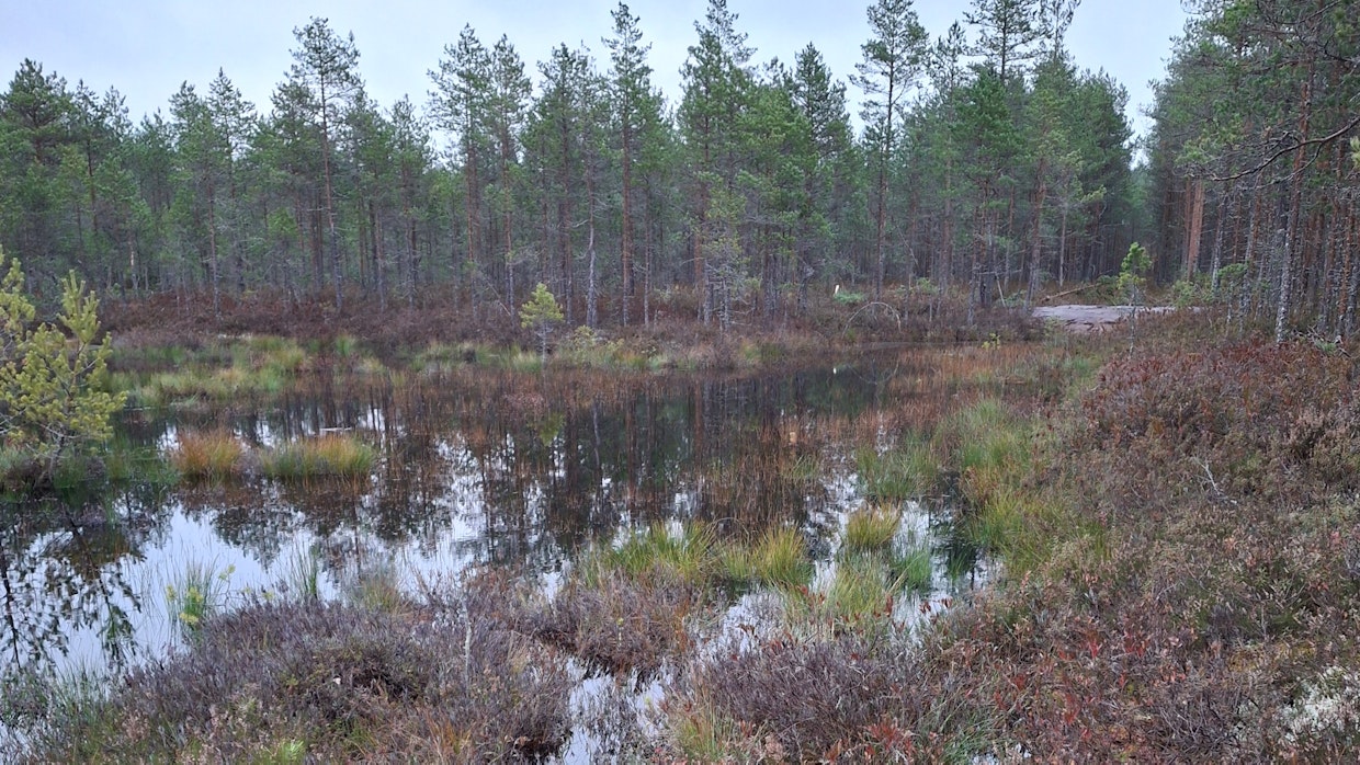Uudelleen vettynyt suolampi, jonka päässä on pato pitämässä veden lammessa.