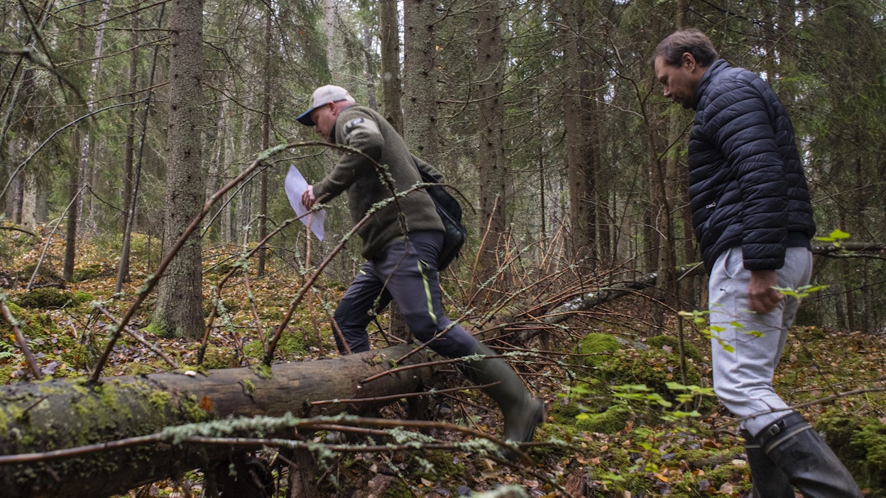 ”Kuusi on lehtojen surma. Valopuut taantuvat, kun kuusi pääsee päälle”, sanoo ylitarkastaja Jyri Pääkkönen (vas.) metsää suojelleelle Mikko Loposelle.